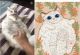 短视频云养猫，在家就能轻松赚钱