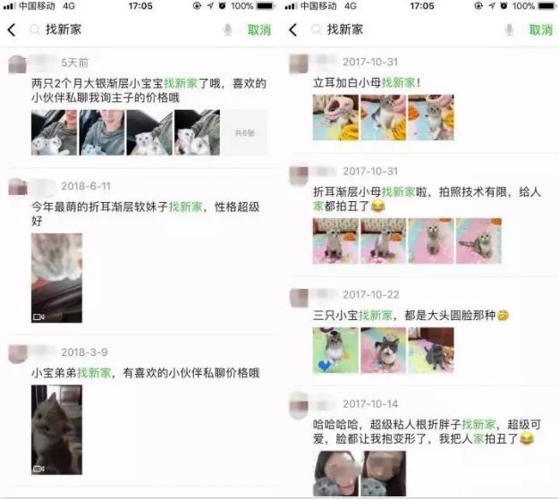 短视频云养猫，在家就能轻松赚钱-偏门行业网