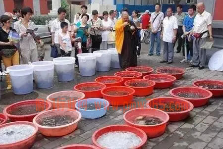 放生善举产生的灰色偏门暴利-偏门行业网
